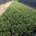 微型金边红花六月雪小盆栽绿植盆景办公室室内装饰盆栽