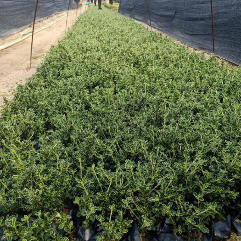 微型金边红花六月雪小盆栽绿植盆景办公室室内装饰盆栽
