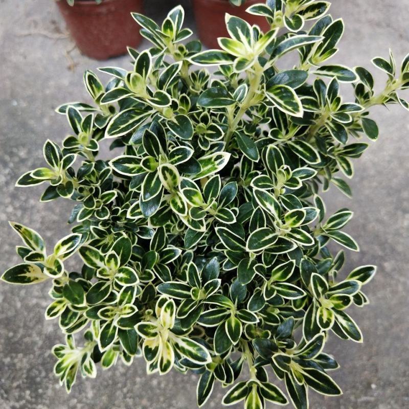微型金边红花六月雪小盆栽绿植盆景办公室室内装饰盆栽