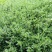 微型金边红花六月雪小盆栽绿植盆景办公室室内装饰盆栽