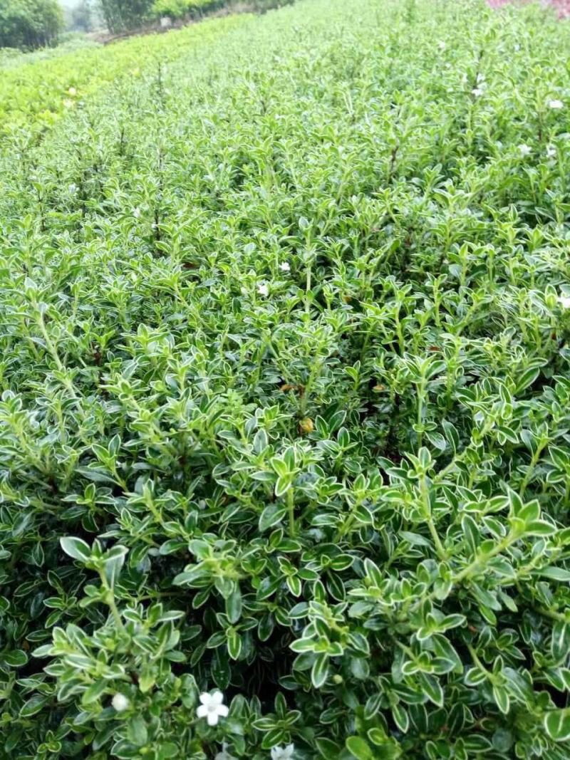 微型金边红花六月雪小盆栽绿植盆景办公室室内装饰盆栽