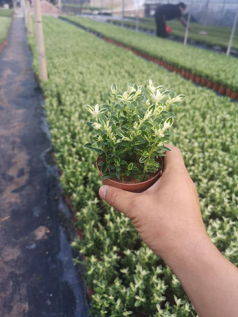 微型金边红花六月雪小盆栽绿植盆景办公室室内装饰盆栽