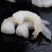 【无冰大虾仁】虾仁新鲜无冰虾仁冷冻真空包装虾仁批发虾仁