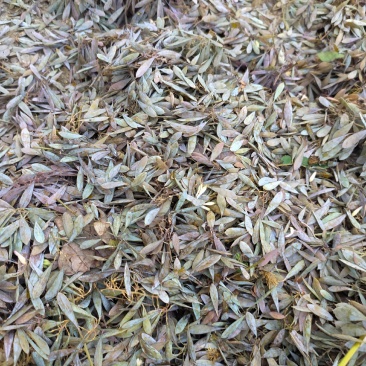 收购博落回干果夾10吨