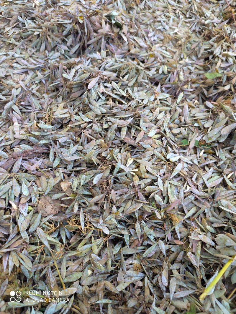 收购博落回干果夾10吨