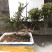 小叶赤楠盆景绿植（多年野生）