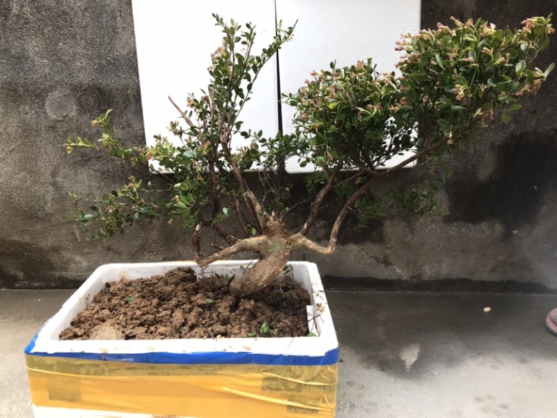 小叶赤楠盆景绿植（多年野生）