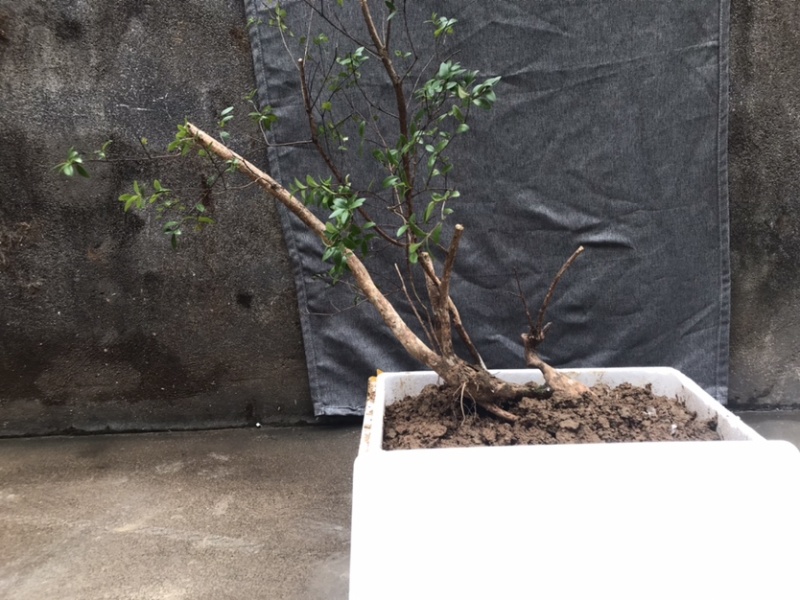 小叶赤楠盆景绿植（多年野生）