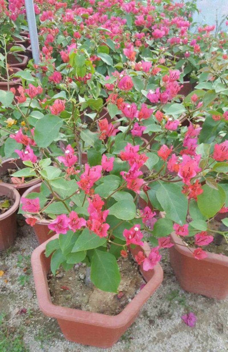 三角梅盆栽带花爬藤爬墙花卉植物易活攀爬树苗四季老桩苗阳台