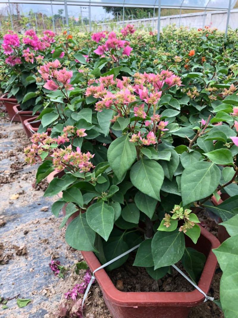 三角梅盆栽带花爬藤爬墙花卉植物易活攀爬树苗四季老桩苗阳台
