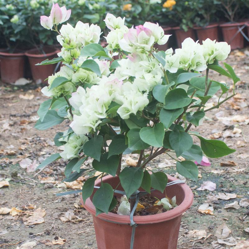 三角梅盆栽带花爬藤爬墙花卉植物易活攀爬树苗四季老桩苗阳台