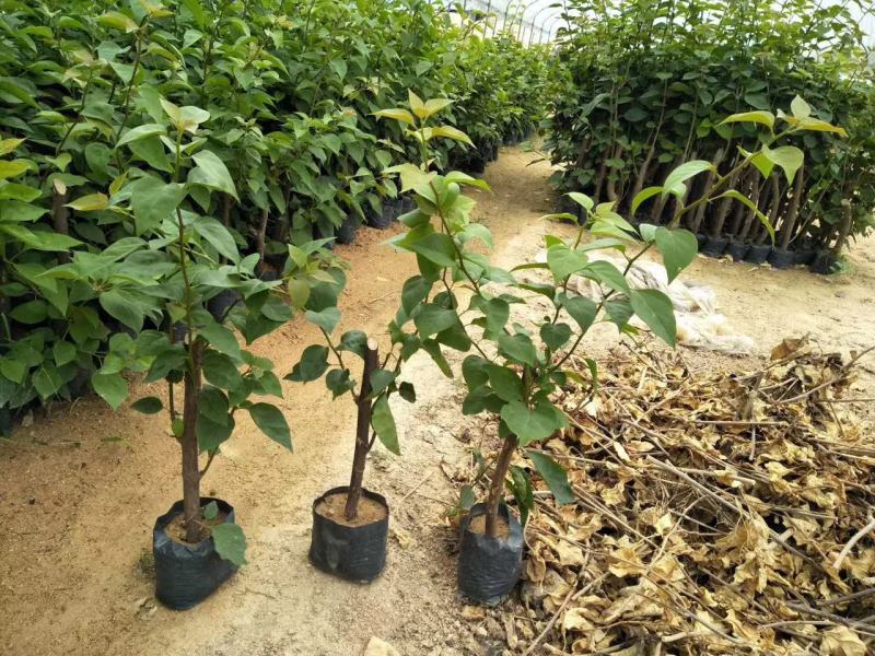 三角梅盆栽带花爬藤爬墙花卉植物易活攀爬树苗四季老桩苗阳台