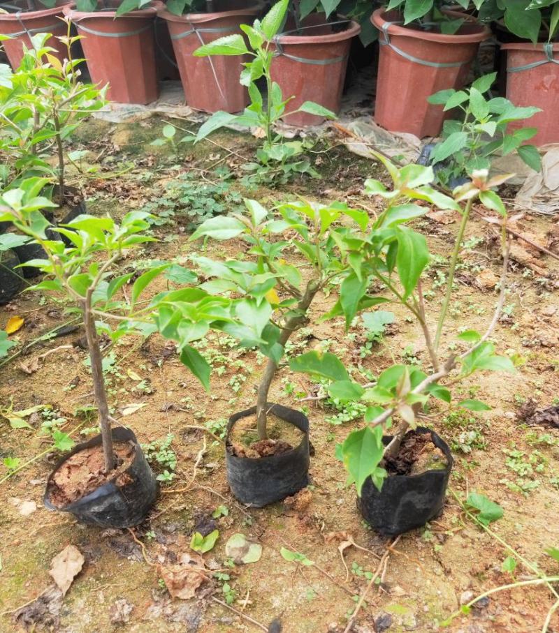 三角梅盆栽带花爬藤爬墙花卉植物易活攀爬树苗四季老桩苗阳台