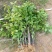 三角梅盆栽带花爬藤爬墙花卉植物易活攀爬树苗四季老桩苗阳台