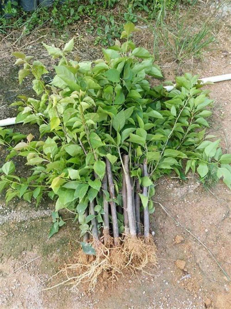 三角梅盆栽带花爬藤爬墙花卉植物易活攀爬树苗四季老桩苗阳台