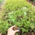 三角梅盆栽带花爬藤爬墙花卉植物易活攀爬树苗四季老桩苗阳台