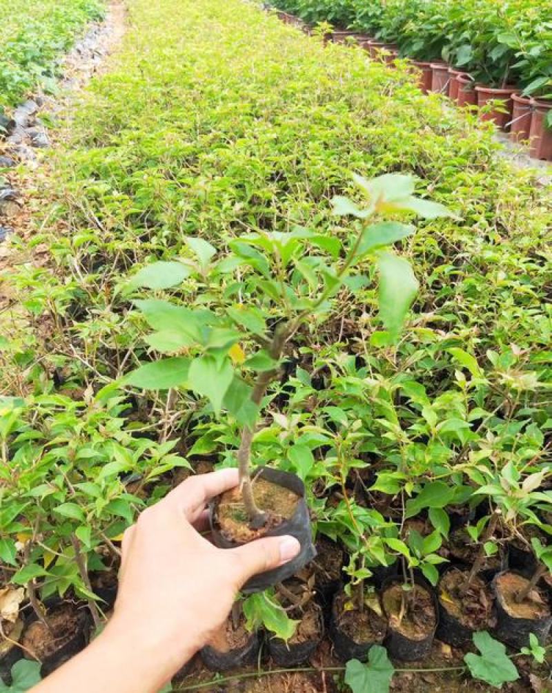 三角梅盆栽带花爬藤爬墙花卉植物易活攀爬树苗四季老桩苗阳台