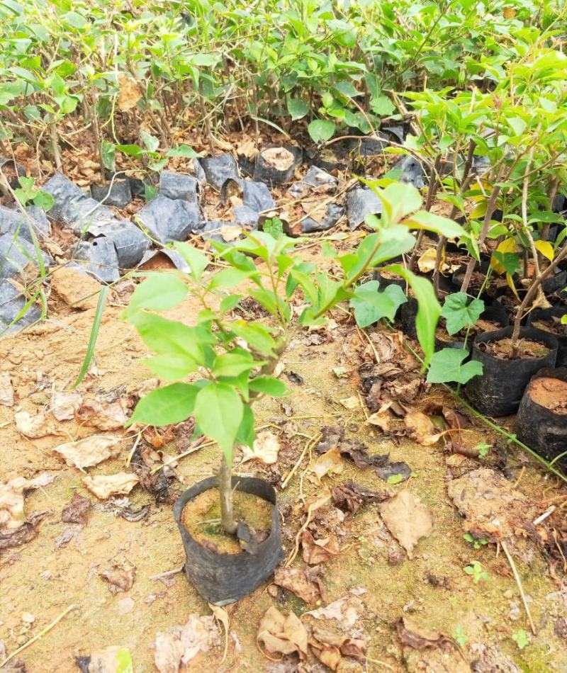 三角梅盆栽带花爬藤爬墙花卉植物易活攀爬树苗四季老桩苗阳台