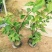 三角梅盆栽带花爬藤爬墙花卉植物易活攀爬树苗四季老桩苗阳台
