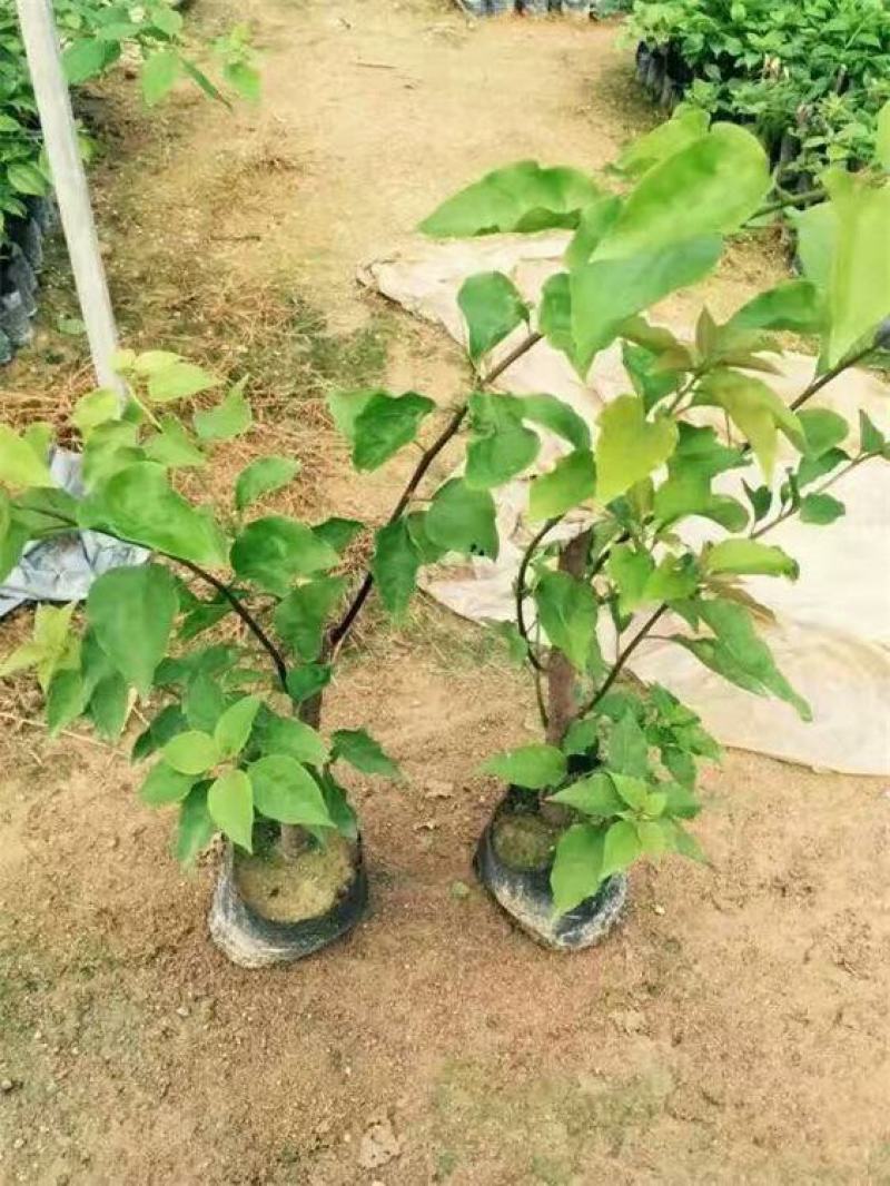 三角梅盆栽带花爬藤爬墙花卉植物易活攀爬树苗四季老桩苗阳台