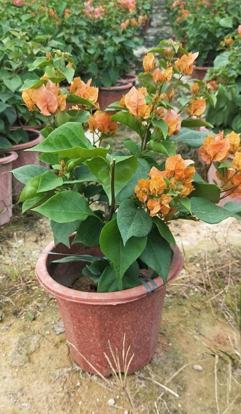 三角梅盆栽带花爬藤爬墙花卉植物易活攀爬树苗四季老桩苗阳台