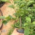 三角梅盆栽带花爬藤爬墙花卉植物易活攀爬树苗四季老桩苗阳台
