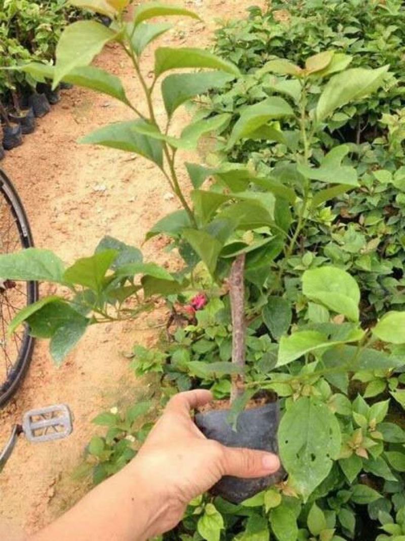 三角梅盆栽带花爬藤爬墙花卉植物易活攀爬树苗四季老桩苗阳台