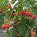 树莓苗波尔卡丁康哈瑞太滋红树莓苗双季红树莓苗