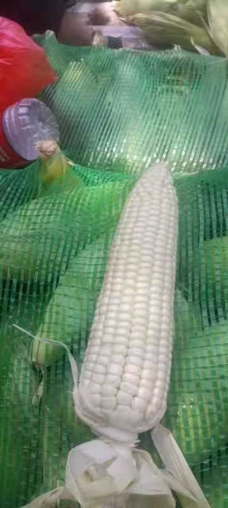 山西忻州甜玉米