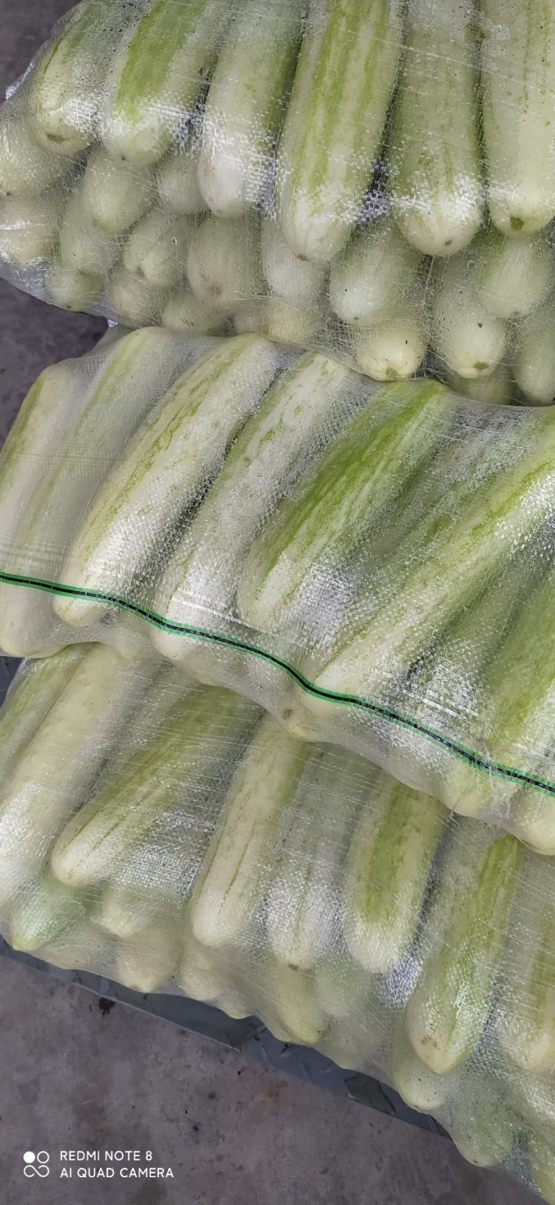 白黄瓜湖北长阳高山白黄瓜。精选好物！