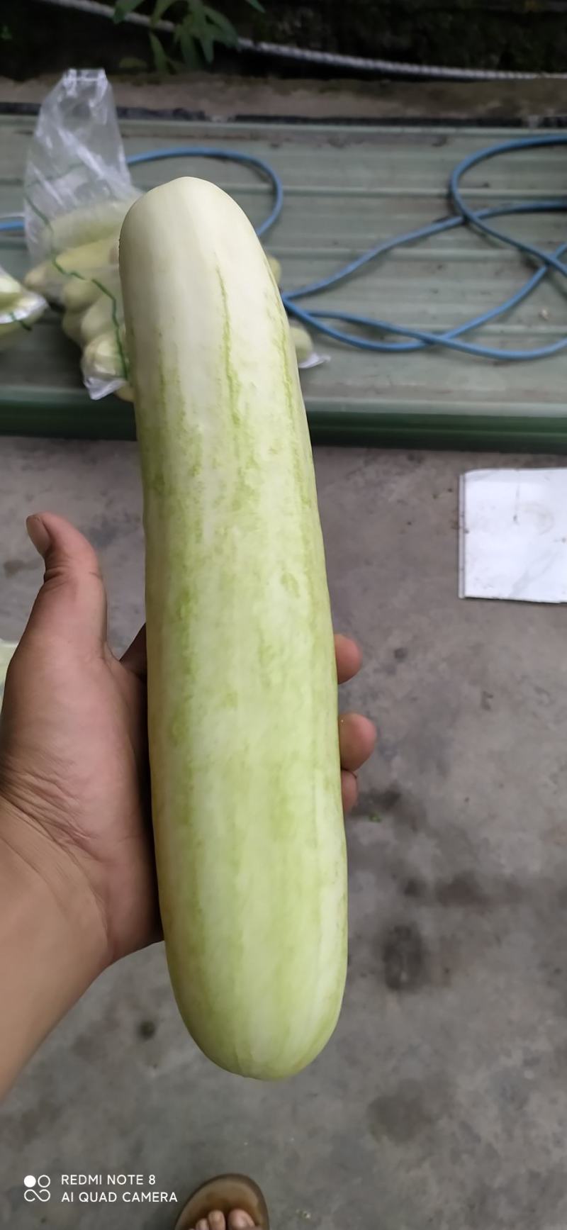 白黄瓜湖北长阳高山白黄瓜。精选好物！