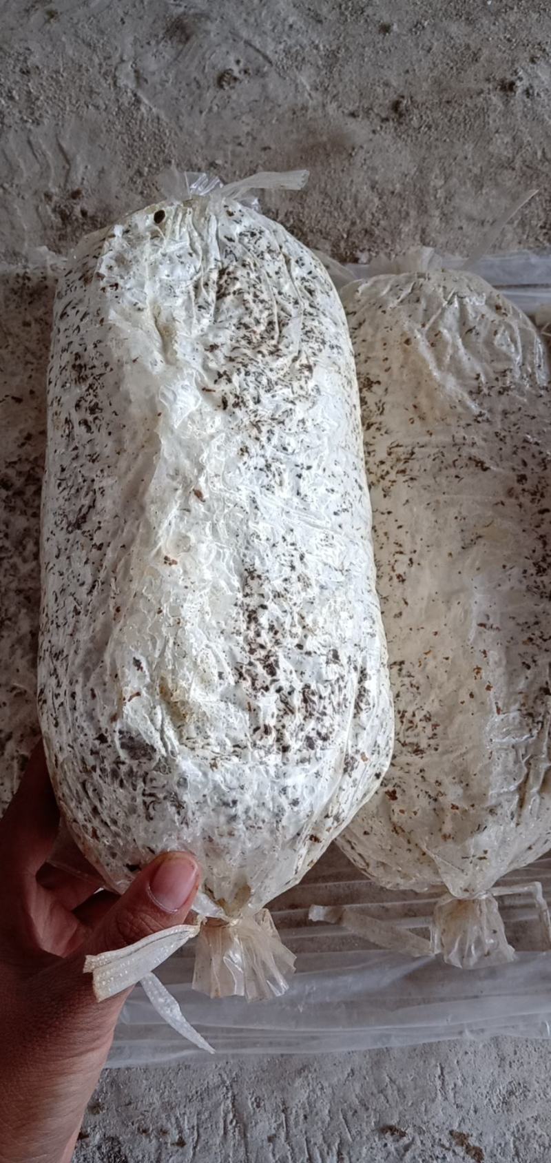 天宏食用菌出售平菇原种生产种，质量有保证，价格合理