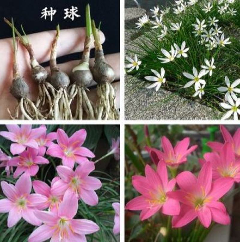 风雨兰种球韭兰葱兰花多年生花苗耐阴四季开花室内外庭院花卉
