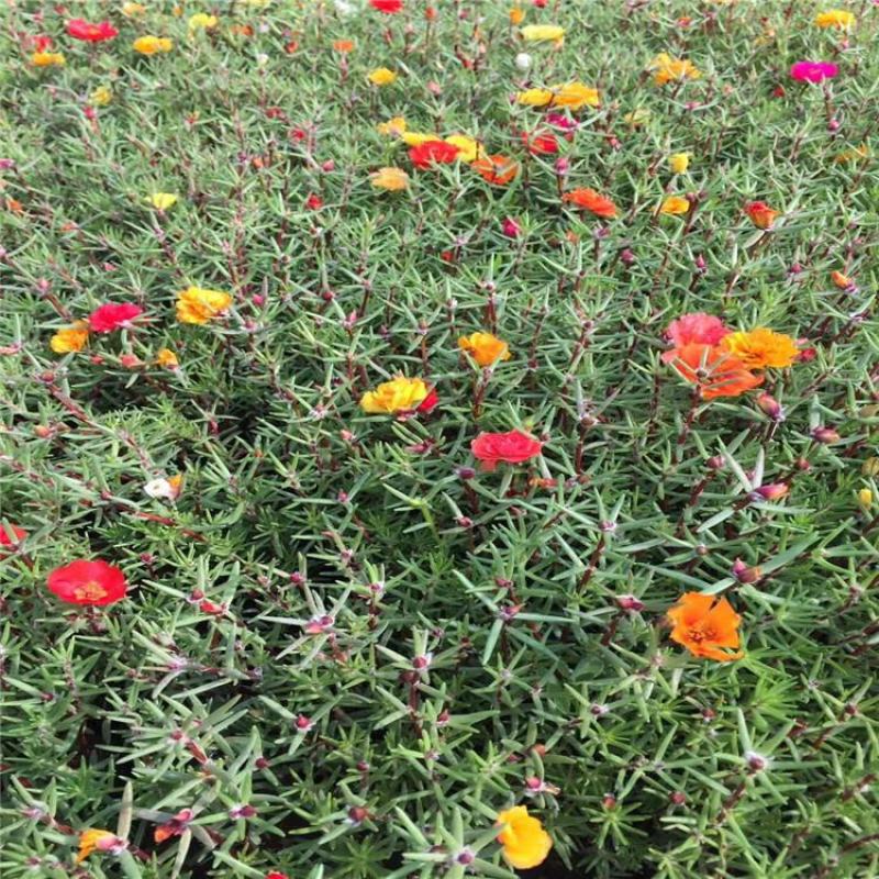 太阳花苗带花苞盆栽室内外阳台庭院四季开花宿根绿植物