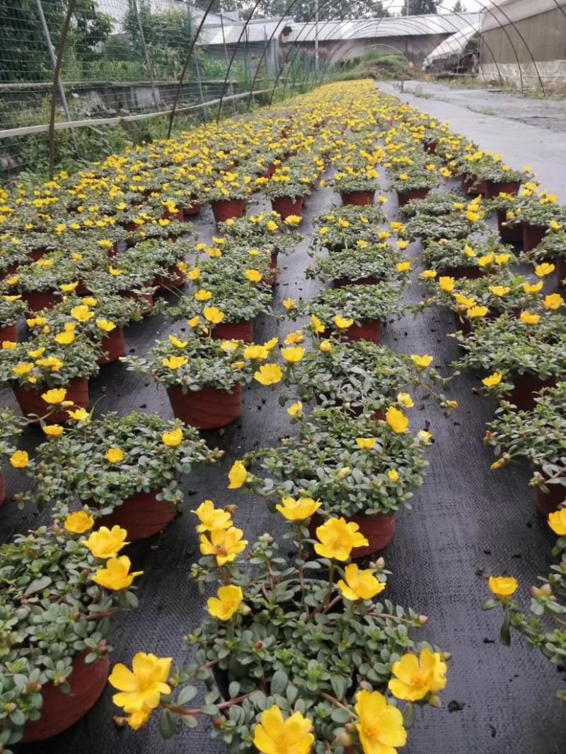 太阳花苗带花苞盆栽室内外阳台庭院四季开花宿根绿植物