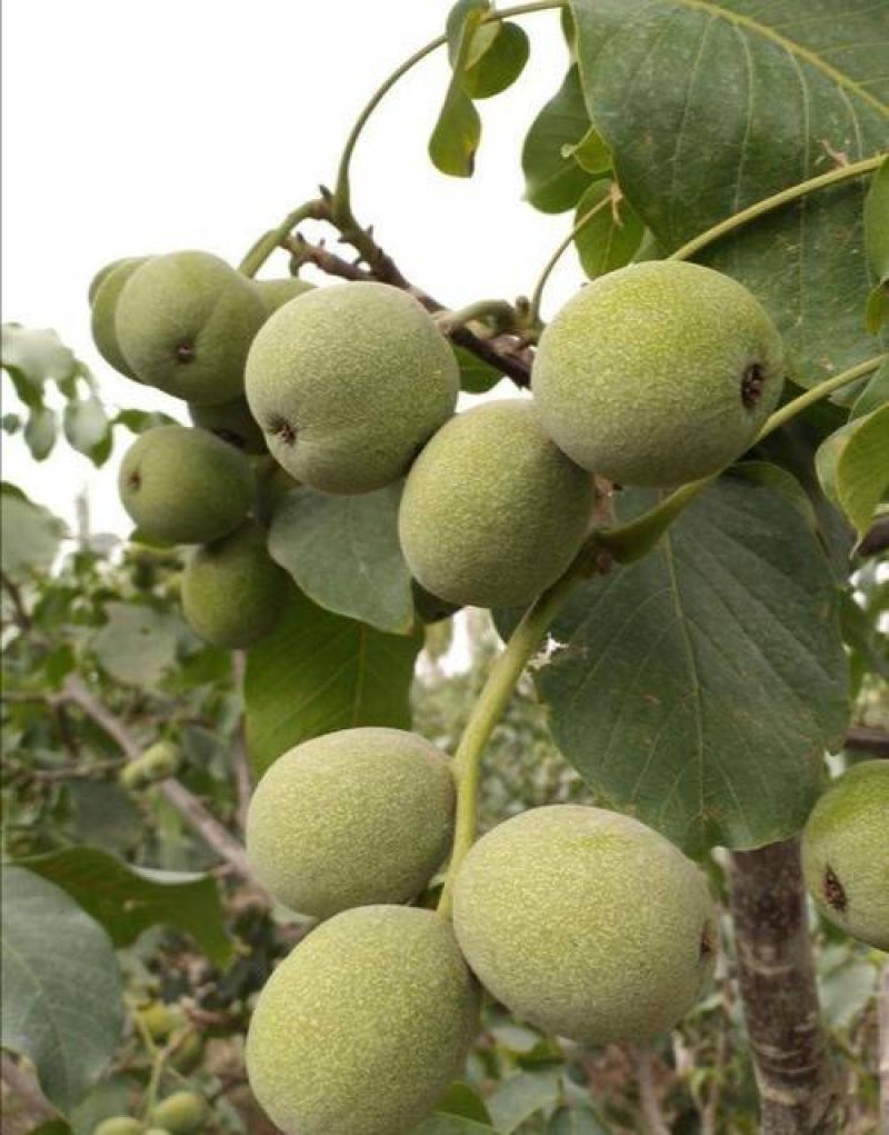 新疆阿克苏青皮核桃新鲜核桃上市壳薄仁大量大从优批发代办