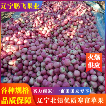 寒富苹果大量上市供应质量好价格合理规格齐全一条龙