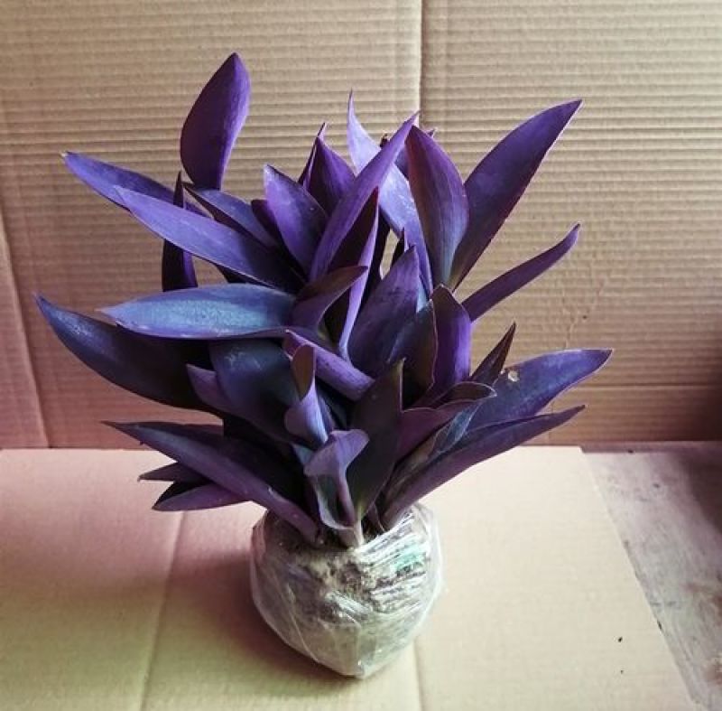 室外室内花卉绿植盆栽紫色吊兰紫竹梅紫罗兰喜光好养植物
