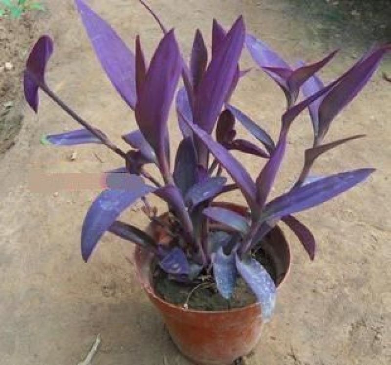 室外室内花卉绿植盆栽紫色吊兰紫竹梅紫罗兰喜光好养植物