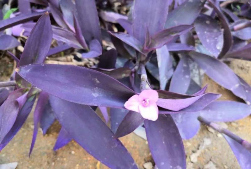 室外室内花卉绿植盆栽紫色吊兰紫竹梅紫罗兰喜光好养植物
