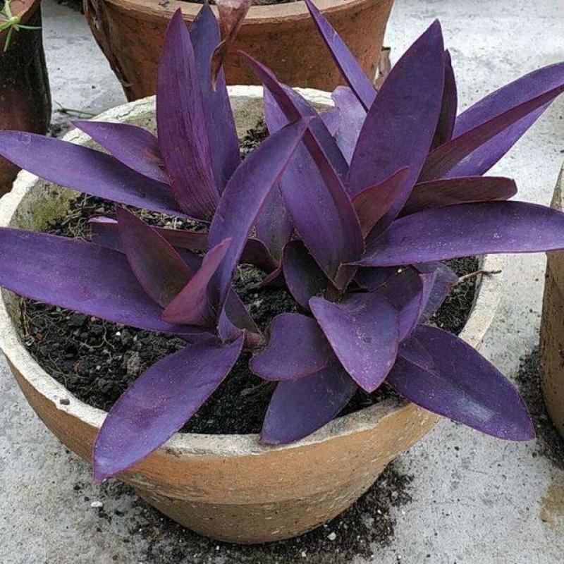 室外室内花卉绿植盆栽紫色吊兰紫竹梅紫罗兰喜光好养植物