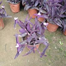 室外室内花卉绿植盆栽紫色吊兰紫竹梅紫罗兰喜光好养植物