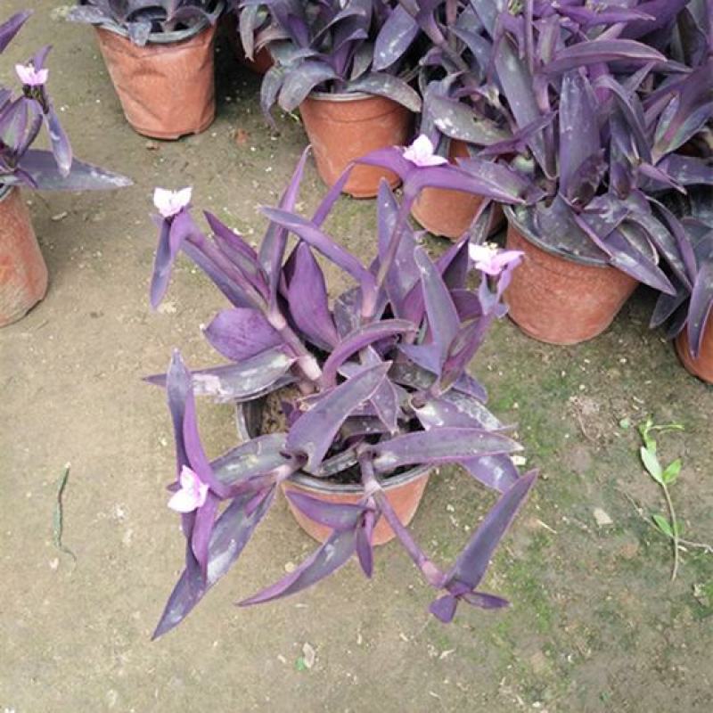 室外室内花卉绿植盆栽紫色吊兰紫竹梅紫罗兰喜光好养植物