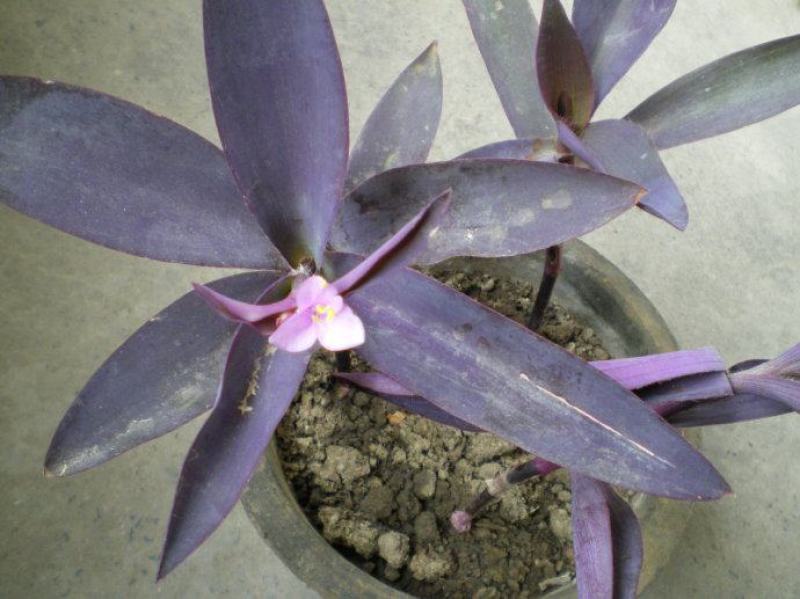 室外室内花卉绿植盆栽紫色吊兰紫竹梅紫罗兰喜光好养植物
