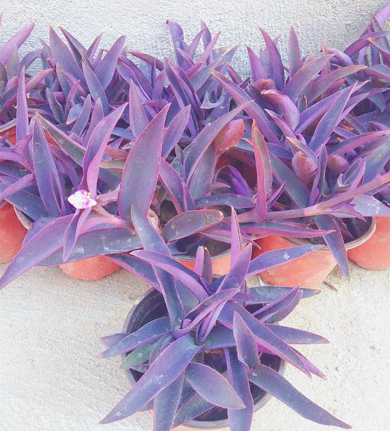 室外室内花卉绿植盆栽紫色吊兰紫竹梅紫罗兰喜光好养植物