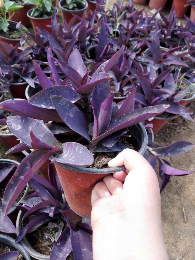室外室内花卉绿植盆栽紫色吊兰紫竹梅紫罗兰喜光好养植物