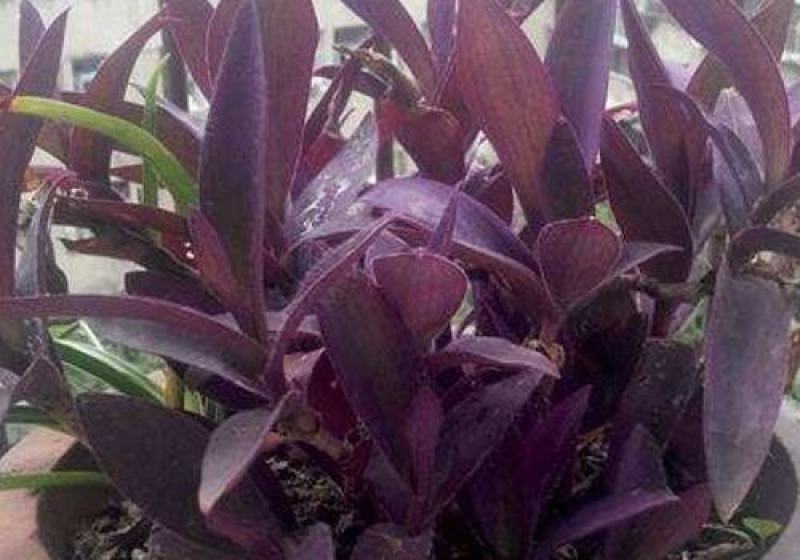 室外室内花卉绿植盆栽紫色吊兰紫竹梅紫罗兰喜光好养植物