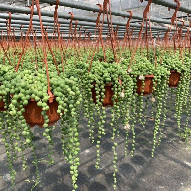 多肉植物佛珠吊兰盆栽室内阳台盆栽绿化