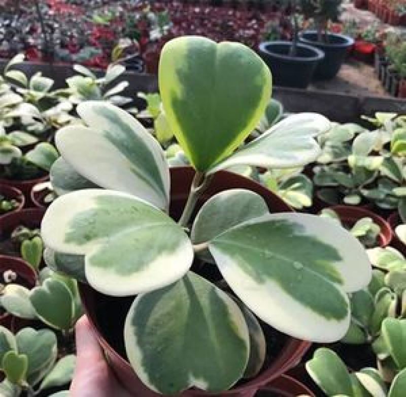 室内盆栽花卉爬藤植物心叶球兰多肉植物盆栽绿植