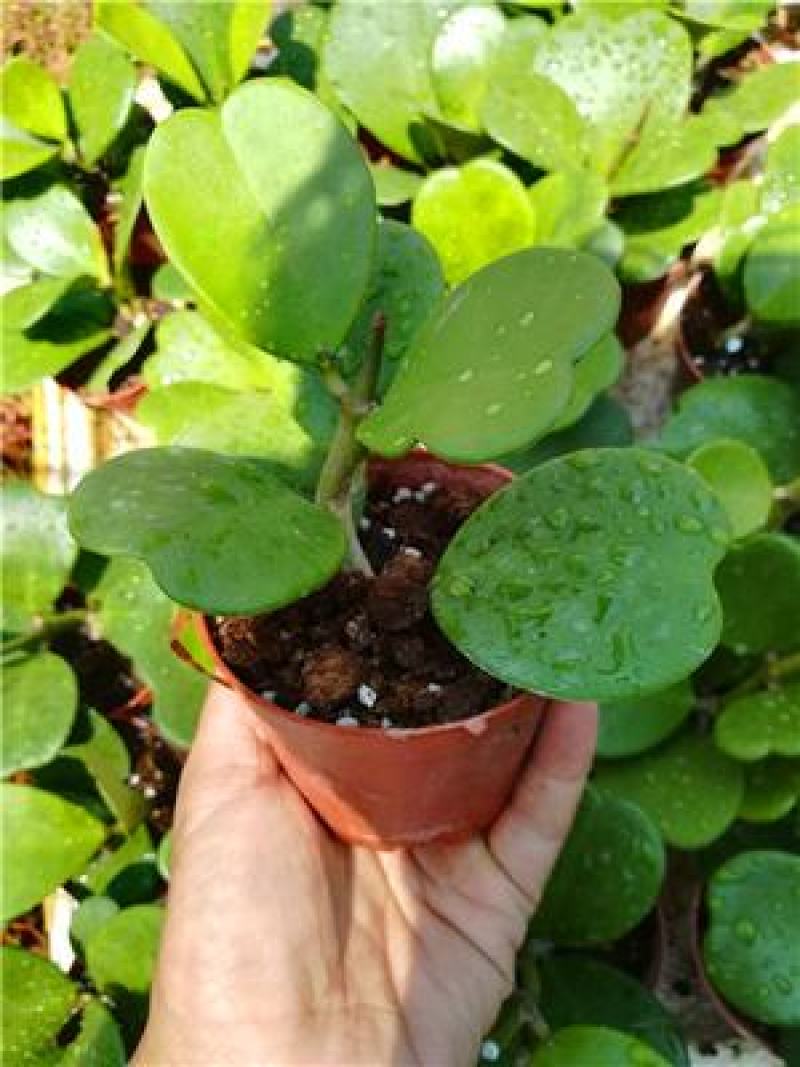 室内盆栽花卉爬藤植物心叶球兰多肉植物盆栽绿植